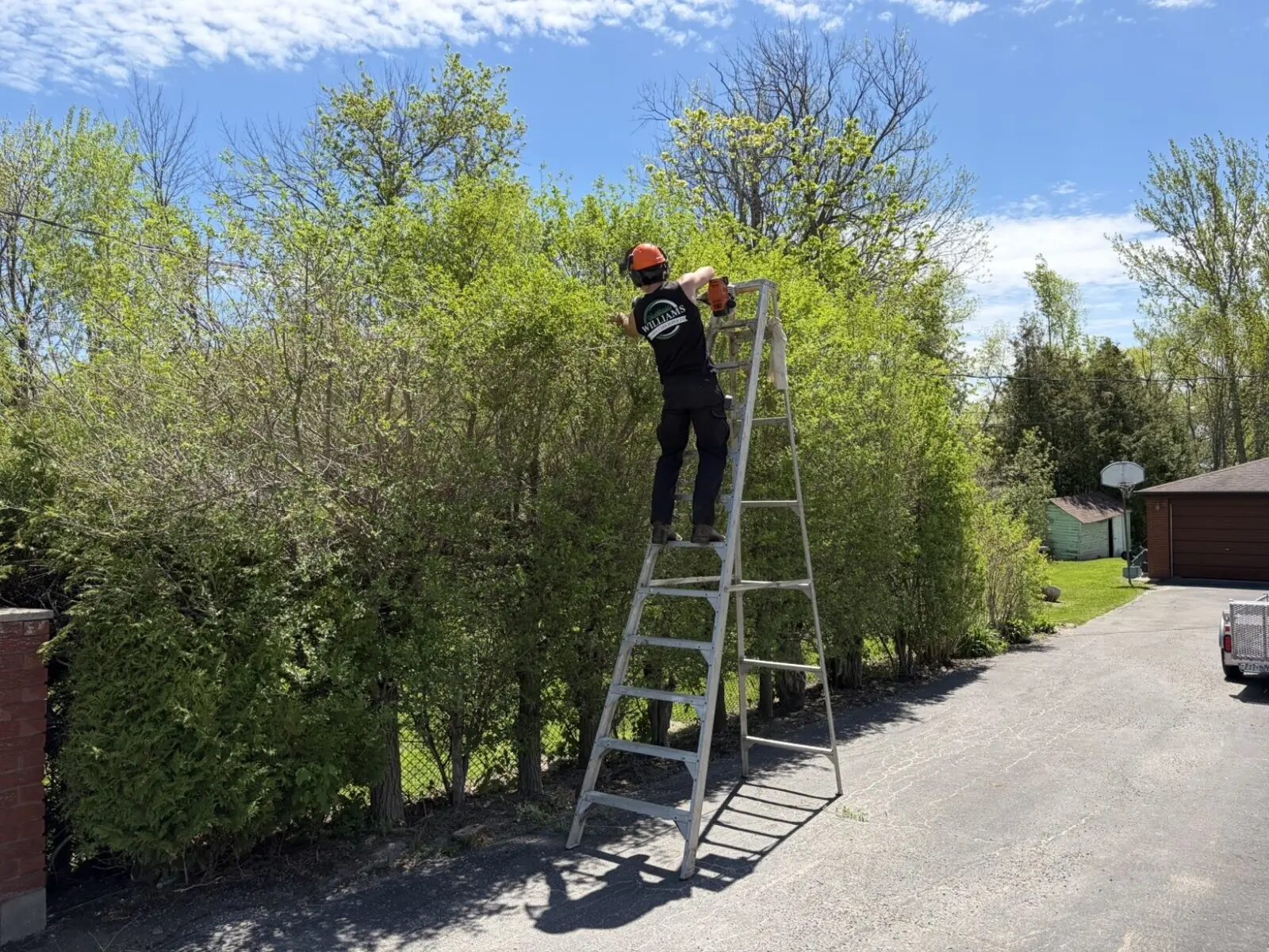 Hedge & Tree Trimming
